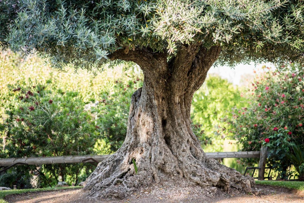Al Agia - Los Molinos De Padul Ngoại thất bức ảnh